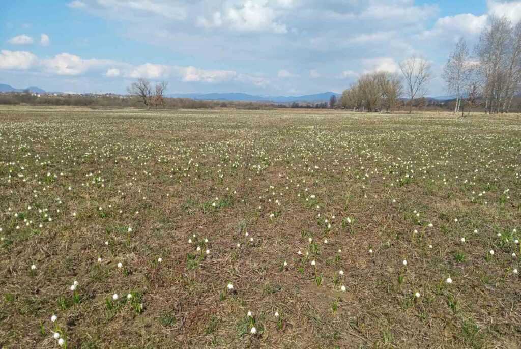 долина нарцисів