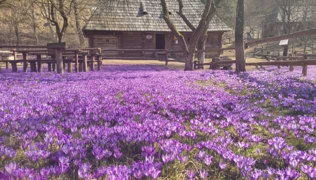 крокуси