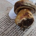 Перші білі гриби уже знаходять в лісах на Київщині