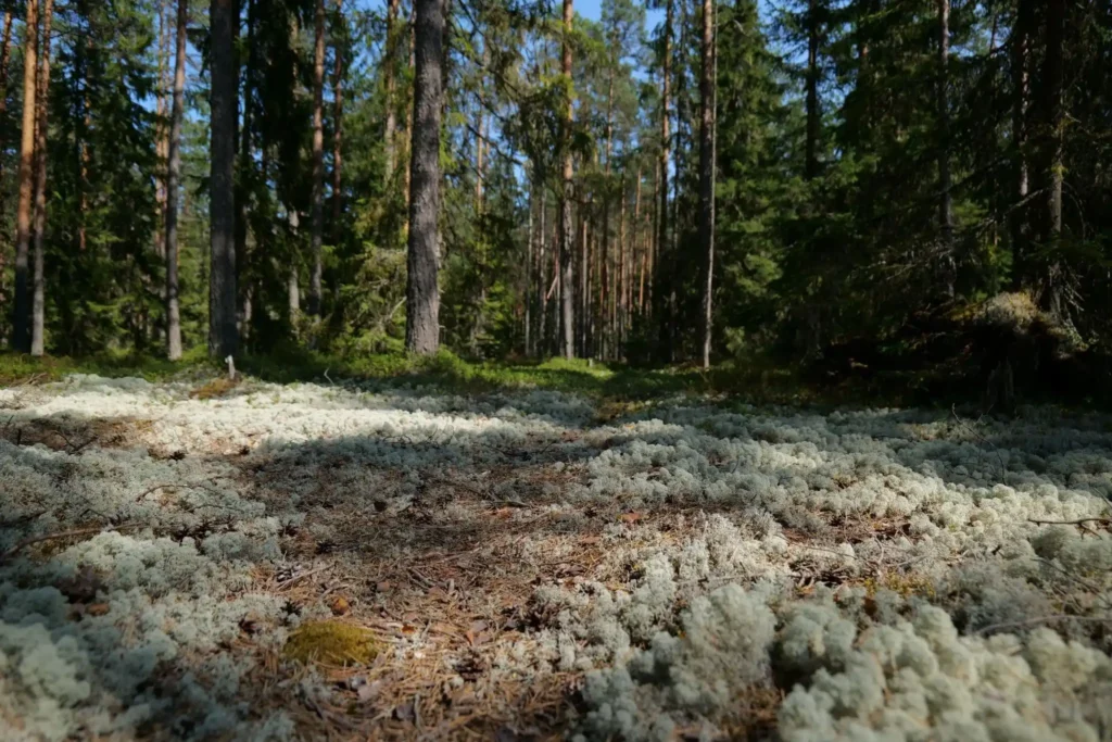 Скарби під ногами