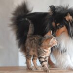 Спека небезпечна: як врятувати кота чи собаку від теплового удару
