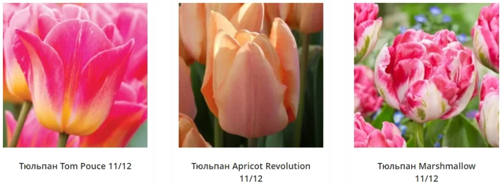 розовые сорта тюльпанов