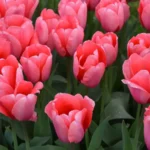 Розовые тюльпаны от Matla Flowers: мягкая палитра для весеннего сада