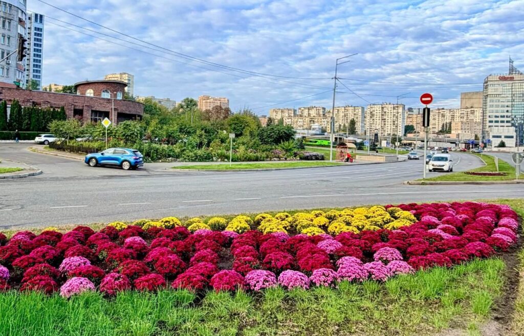 Голосіївський район Києва потопає в сотнях осінніх хризантем. Фоторепортаж.
