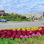 Голосіївський район Києва потопає в сотнях осінніх хризантем. Фоторепортаж.