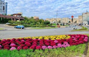 Голосіївський район Києва потопає в сотнях осінніх хризантем. Фоторепортаж.