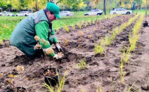 На Оболоні розквітли гортензії та злаки: два парки міста стали яскравішими